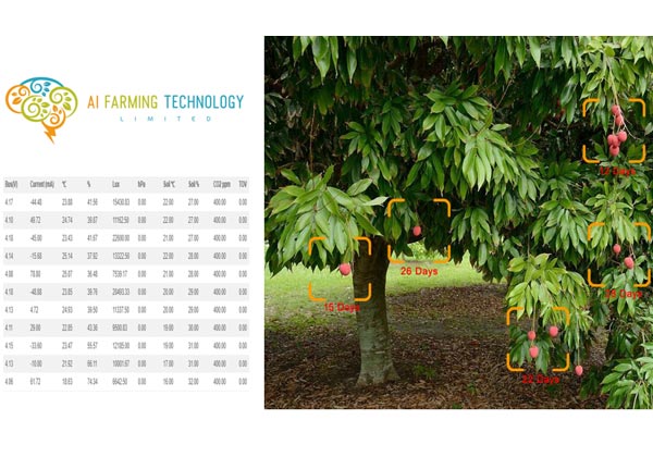 iot ai object detection lychee fruit drop detection